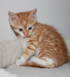 [picture of Tornado, a Domestic Short Hair orange tabby/white cat]