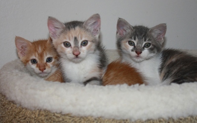 [picture of Tornado, a Domestic Short Hair orange tabby/white cat]