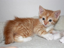 A picture of #NS04291: Tornado a Domestic Short Hair orange tabby/white