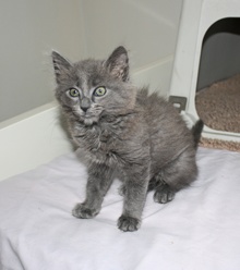 [another picture of Pillow, a Domestic Medium Hair gray\ cat] 