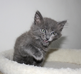 [picture of Pillow, a Domestic Medium Hair gray cat]