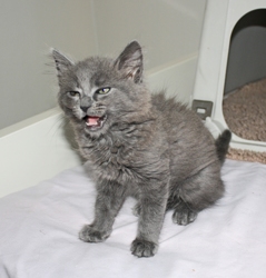 [picture of Pillow, a Domestic Medium Hair gray cat]