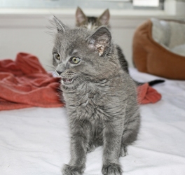 [picture of Pillow, a Domestic Medium Hair gray cat]