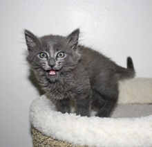 [picture of Pillow, a Domestic Medium Hair gray\ cat] 