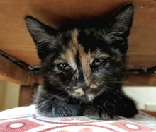 [another picture of Sumi, a Domestic Short Hair tortoiseshell\ cat] 