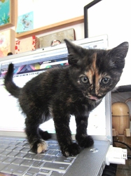 [picture of Sumi, a Domestic Short Hair tortoiseshell cat]