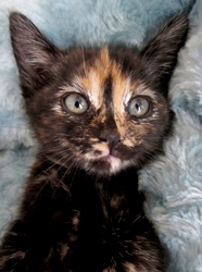 [picture of Sumi, a Domestic Short Hair tortoiseshell cat]