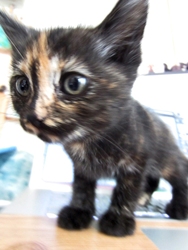 [picture of Sumi, a Domestic Short Hair tortoiseshell cat]