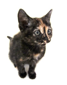 [picture of Sumi, a Domestic Short Hair tortoiseshell\ cat] 