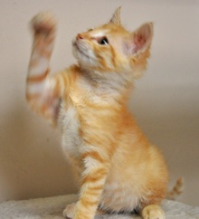 [another picture of Poppy AKA Strawberry, a Domestic Short Hair orange tabby\ cat] 