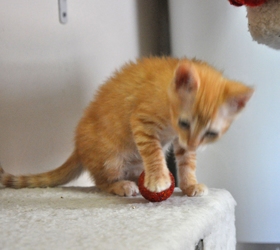 [picture of Poppy AKA Strawberry, a Domestic Short Hair orange tabby cat]