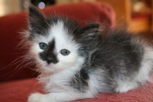 [another picture of Smudgekins, a Domestic Short Hair white/black\ cat] 