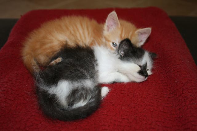 [picture of Smudgekins, a Domestic Short Hair white/black cat]