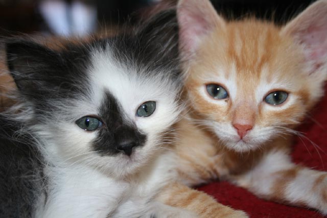 [picture of Smudgekins, a Domestic Short Hair white/black cat]