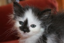 [picture of Smudgekins, a Domestic Short Hair white/black\ cat] 