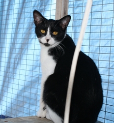 [picture of Ernest AKA Radar, a Domestic Short Hair black/white cat]