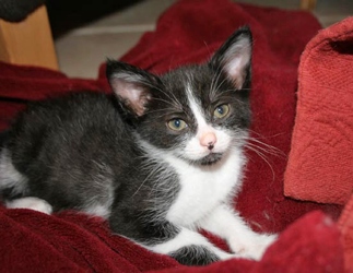 [picture of Ernest AKA Radar, a Domestic Short Hair black/white cat]