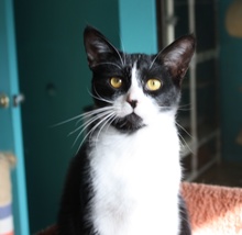 [picture of Ernest AKA Radar, a Domestic Short Hair black/white cat]