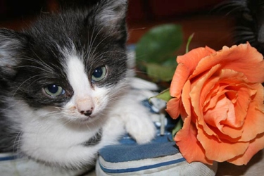 [picture of Harper, a Domestic Short Hair black/white cat]