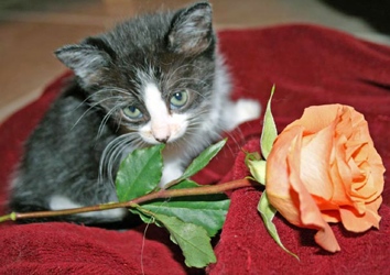 [picture of Harper, a Domestic Short Hair black/white cat]