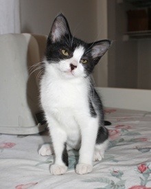 [another picture of Harper, a Domestic Short Hair black/white\ cat] 