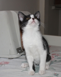 [picture of Harper, a Domestic Short Hair black/white cat]