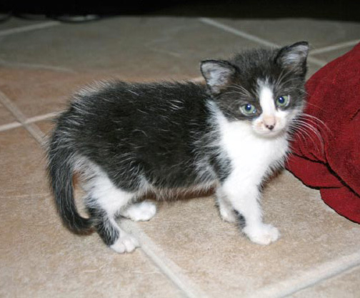 [picture of Harper, a Domestic Short Hair black/white cat]