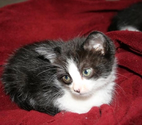 [picture of Harper, a Domestic Short Hair black/white cat]