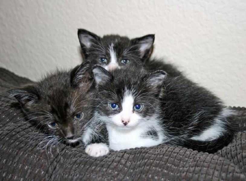 [picture of Harper, a Domestic Short Hair black/white cat]