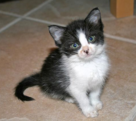 [picture of Harper, a Domestic Short Hair black/white cat]