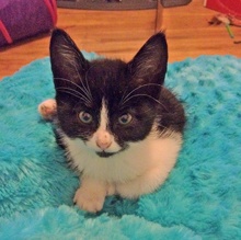 [another picture of Princeton, a Domestic Short Hair black/white\ cat] 