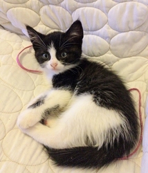 [picture of Manhattan, a Domestic Short Hair black/white cat]