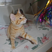 [another picture of Fanta, a Domestic Short Hair orange tabby\ cat] 