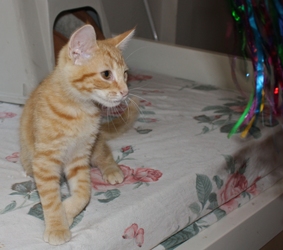 [picture of Fanta, a Domestic Short Hair orange tabby cat]