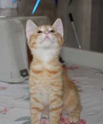 [picture of Fanta, a Domestic Short Hair orange tabby cat]