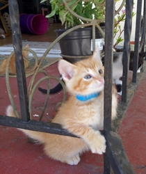 [picture of Fanta, a Domestic Short Hair orange tabby cat]