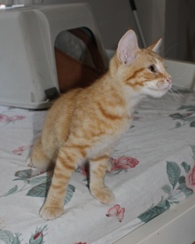 [picture of Fanta, a Domestic Short Hair orange tabby\ cat] 