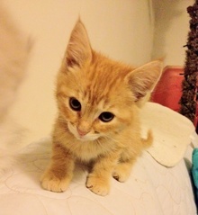 [another picture of Crush, a Domestic Short Hair orange tabby\ cat] 