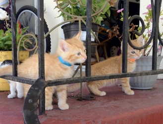 [picture of Crush, a Domestic Short Hair orange tabby cat]