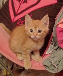 [picture of Crush, a Domestic Short Hair orange tabby\ cat] 