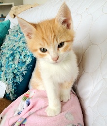 [another picture of Shasta, a Domestic Short Hair orange tabby/white\ cat] 