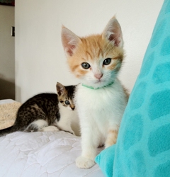 [picture of Shasta, a Domestic Short Hair orange tabby/white cat]