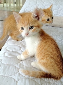 [picture of Shasta, a Domestic Short Hair orange tabby/white\ cat] 