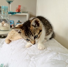 [another picture of Trump, a Domestic Short Hair gray/white\ cat] 