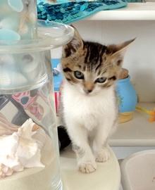 [picture of Trump, a Domestic Short Hair gray/white\ cat] 