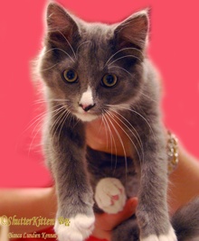 [another picture of Andy, a Domestic Long Hair gray/white\ cat] 