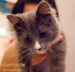[picture of Andy, a Domestic Long Hair gray/white cat]