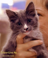 [picture of Andy, a Domestic Long Hair gray/white cat]