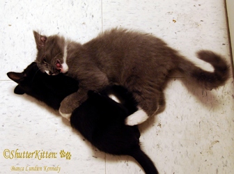 [picture of Andy, a Domestic Long Hair gray/white cat]