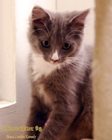[picture of Andy, a Domestic Long Hair gray/white\ cat] 
